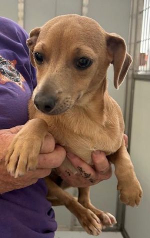 Puppy Zack is a 4 12 month old red short hair Dachshund mix Somehow he was found as a stray