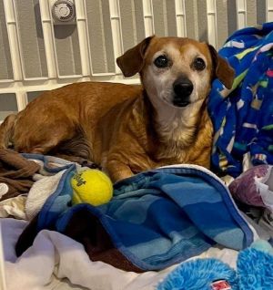 Charlie is a handsome 8 year old red short hair purebred Dachshund He ended up in the shelter and 