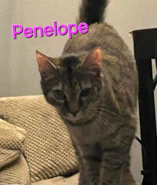 Penelope photo 1