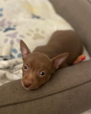 Titania Chihuahua Dog
