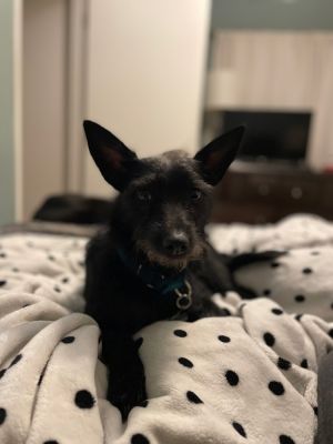 Meet Vila HDBnQ rescued this Scottish Terrier mix from Solano Animal Shelter a
