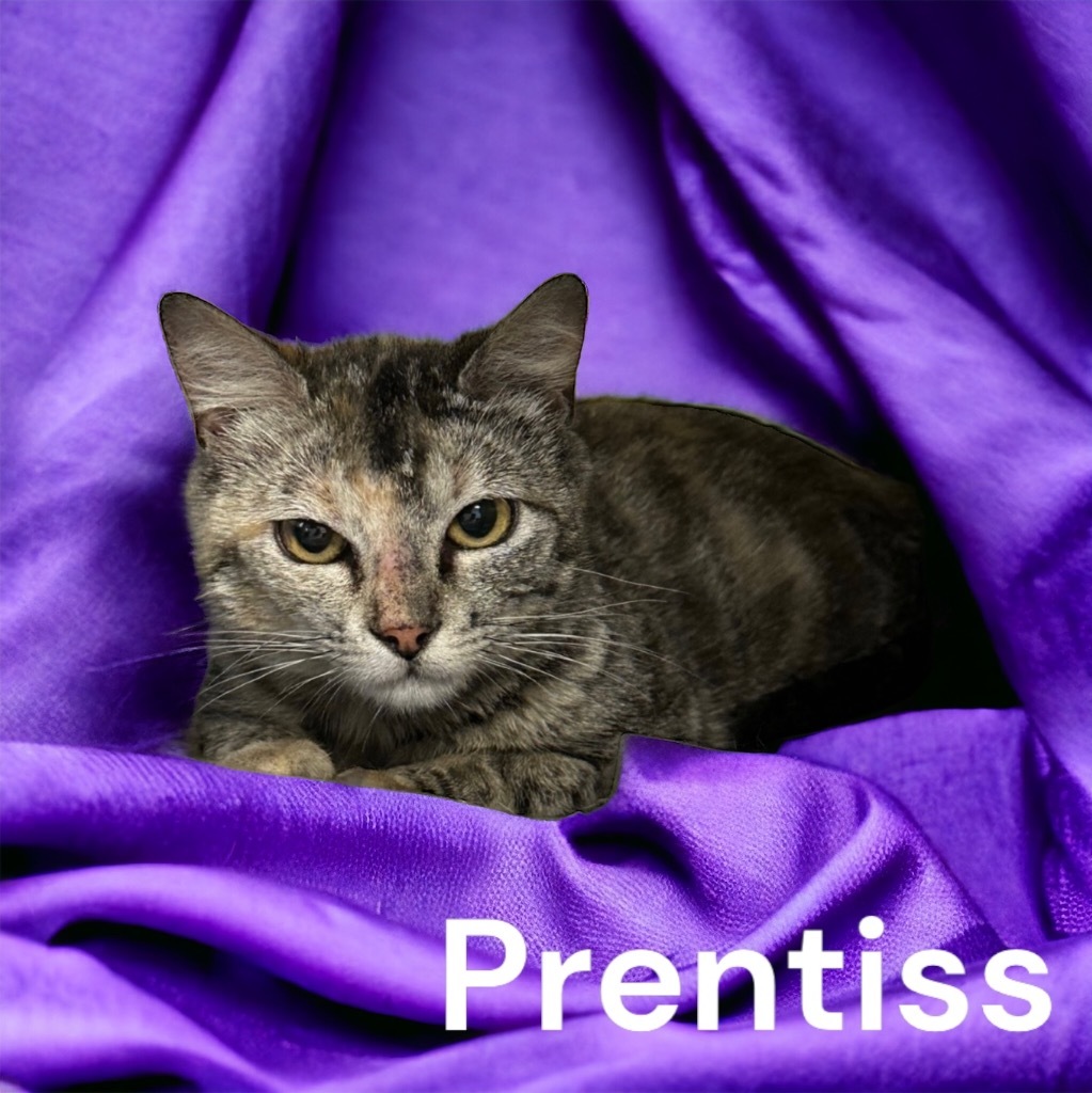 Cat for adoption - Prentiss, a Domestic Short Hair in Sorrento, LA ...