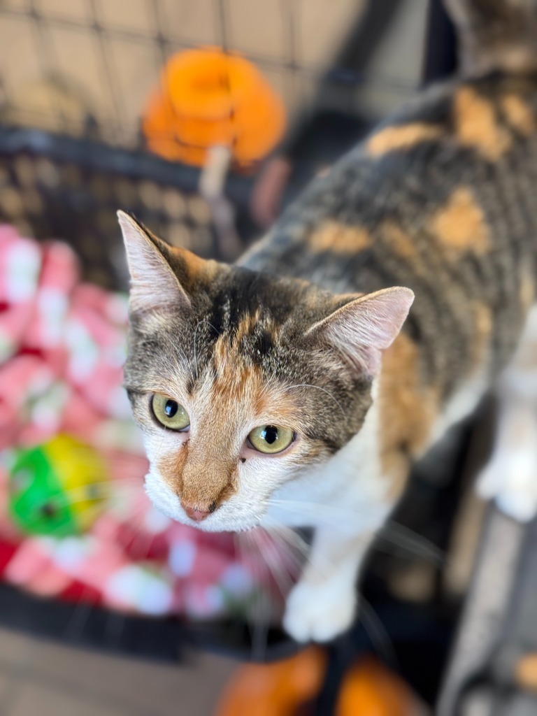 Carmen, an adoptable Domestic Short Hair in Hastings, NE, 68901 | Photo Image 1