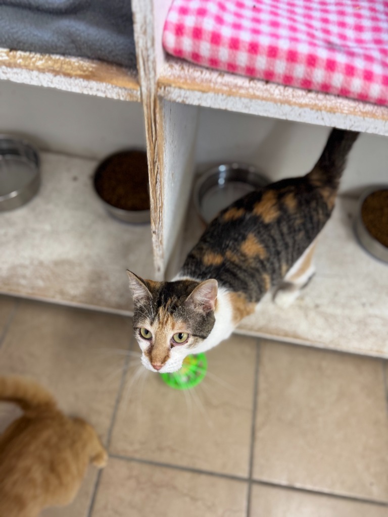 Carmen, an adoptable Domestic Short Hair in Hastings, NE, 68901 | Photo Image 2
