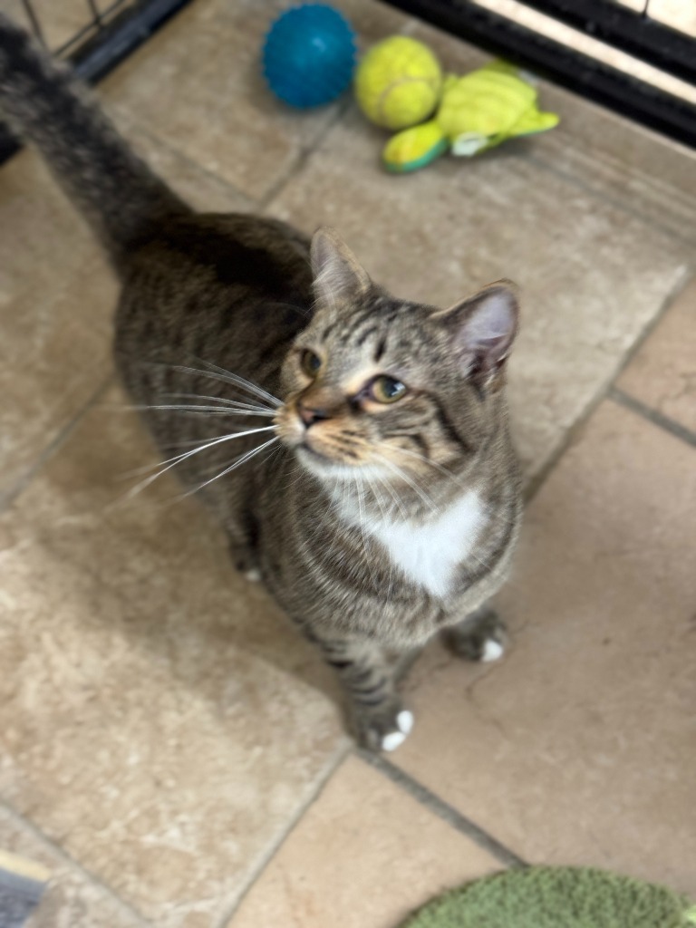 Yorm, an adoptable Domestic Short Hair in Hastings, NE, 68901 | Photo Image 1