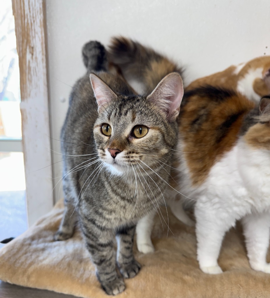Mabel, an adoptable Domestic Short Hair in Hastings, NE, 68901 | Photo Image 1