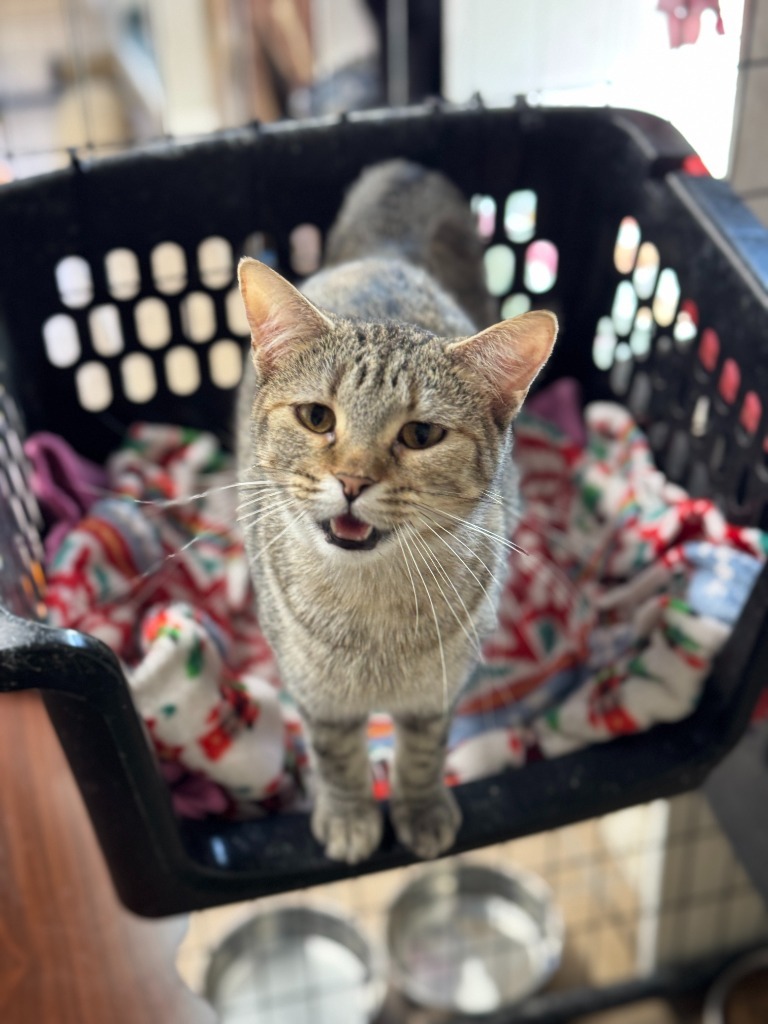 Mabel, an adoptable Domestic Short Hair in Hastings, NE, 68901 | Photo Image 2
