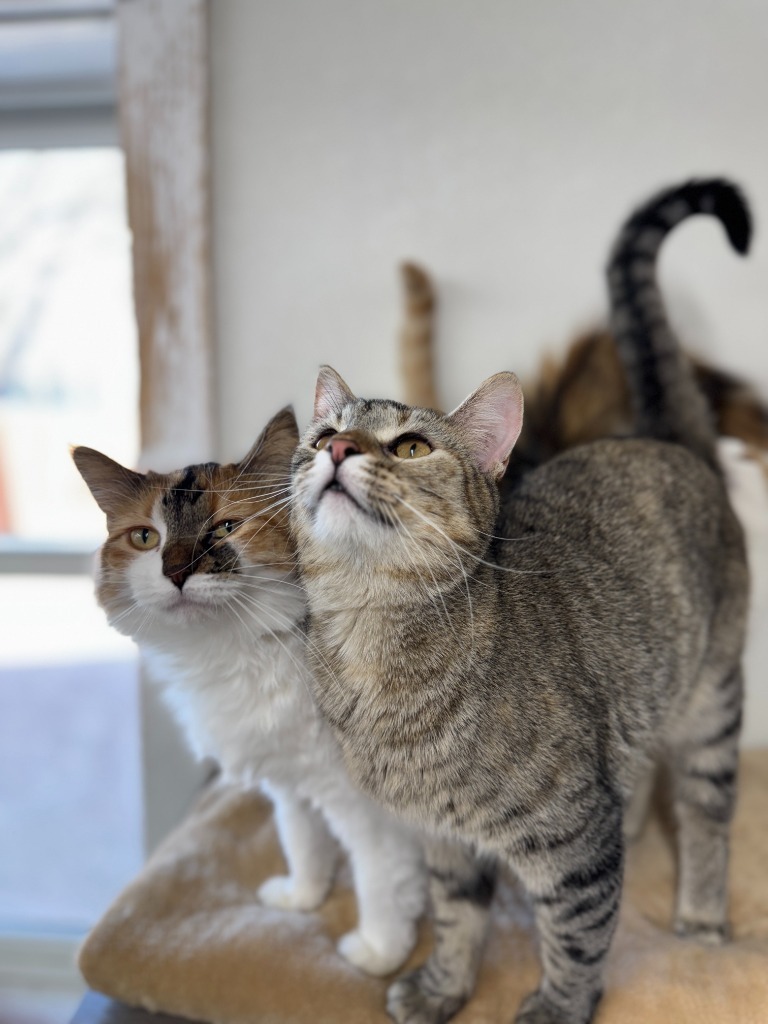 Mabel, an adoptable Domestic Short Hair in Hastings, NE, 68901 | Photo Image 3