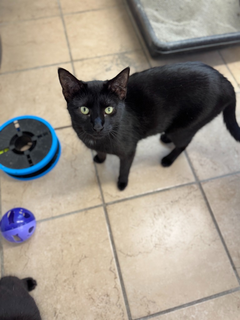 Mateo, an adoptable Domestic Short Hair in Hastings, NE, 68901 | Photo Image 1