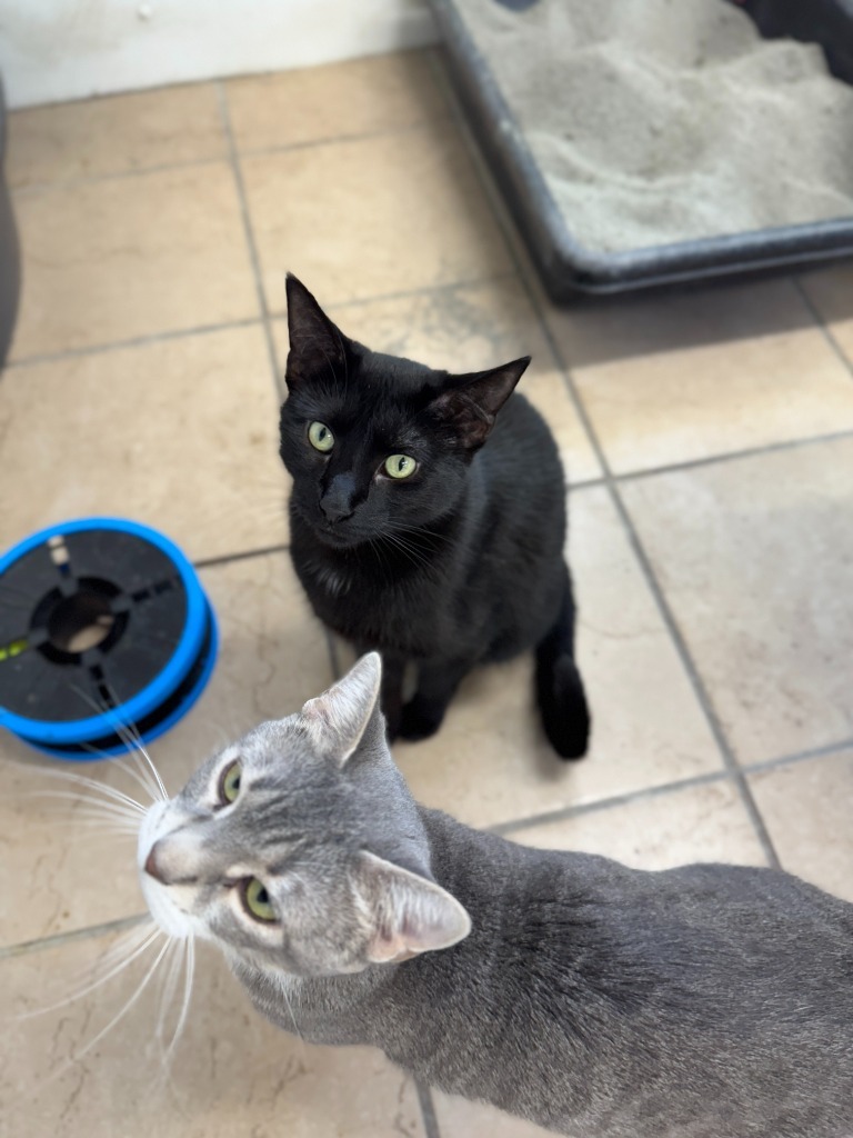 Mateo, an adoptable Domestic Short Hair in Hastings, NE, 68901 | Photo Image 2