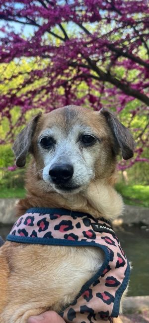 Eunice is a 9-year-old 21-pound female dachshund mix from Alabama Shes a sweet and mellow pup who