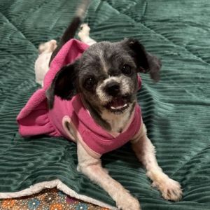 Lolli is a 5 year old shih tzu mix who weighs 8lbs She came to us in really rough shape