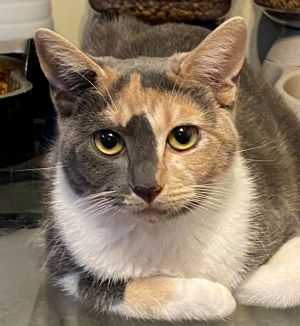 Meet Dali the enchanting calico kitten Are you in search of a feline friend who embodies both beau