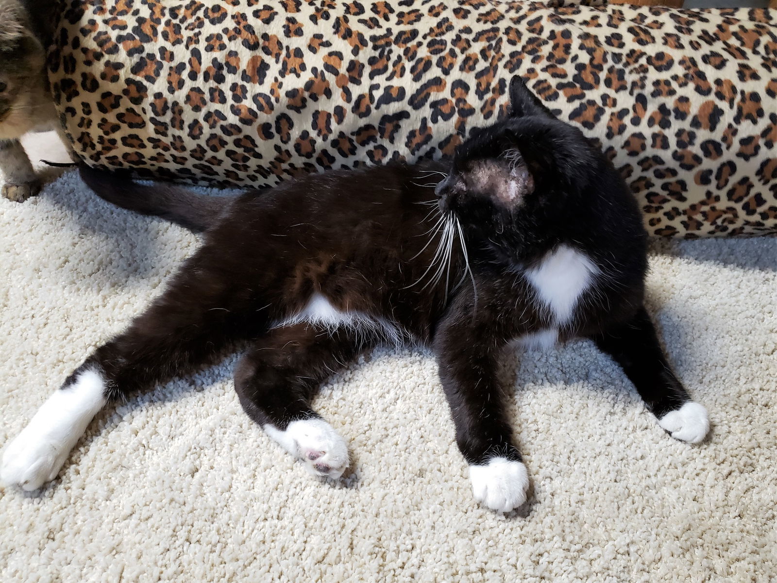 Sinatra