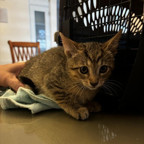 Sari, an adoptable Domestic Short Hair in Guaynabo, PR, 00969 | Photo Image 1