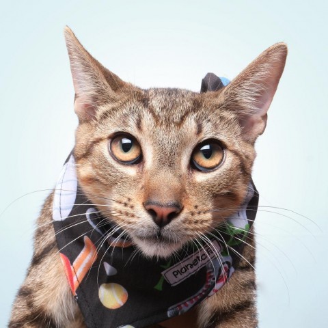 Jaro, an adoptable Domestic Short Hair in Guaynabo, PR, 00969 | Photo Image 1