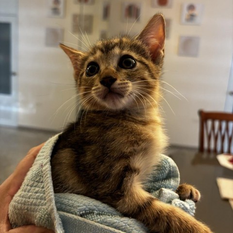 Jaro, an adoptable Domestic Short Hair in Guaynabo, PR, 00969 | Photo Image 2