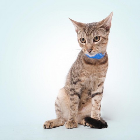 Jaro, an adoptable Domestic Short Hair in Guaynabo, PR, 00969 | Photo Image 3