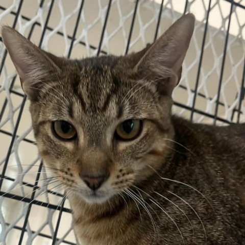 Jaro, an adoptable Domestic Short Hair in Guaynabo, PR, 00969 | Photo Image 4