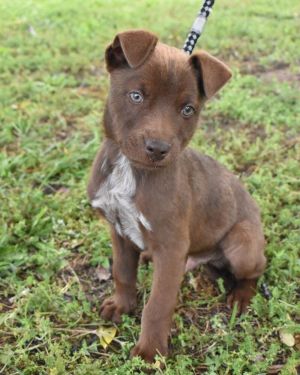 Get ready to meet the A litter These sweet bouncy ShepherdLabrador Retriever mixes were rescued f