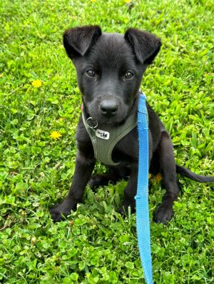 Get ready to meet the A litter These sweet bouncy ShepherdLabrador Retriever mixes were rescued f