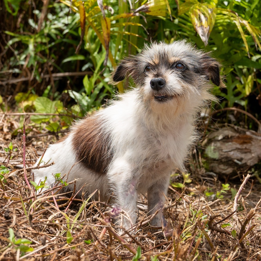Kora, an adoptable Affenpinscher in Mangilao, GU, 96923 | Photo Image 1