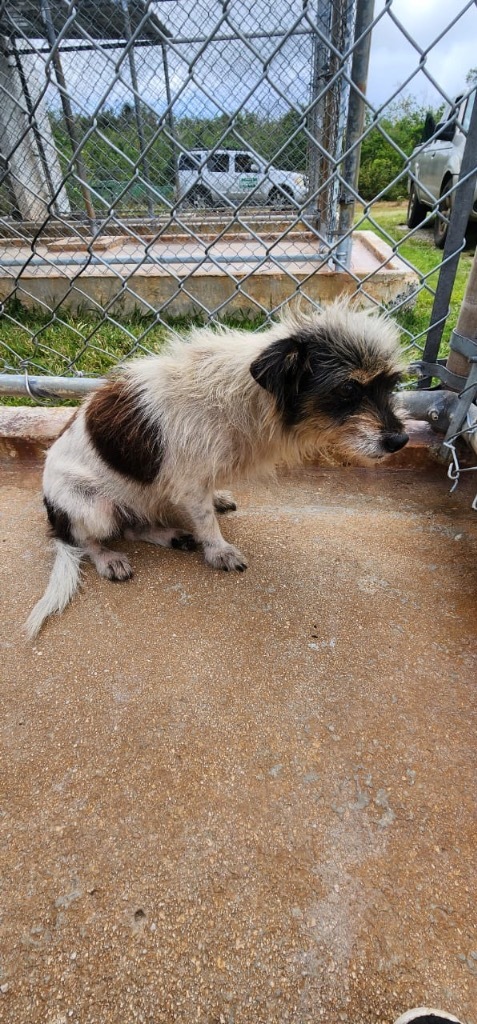 Kora, an adoptable Affenpinscher in Mangilao, GU, 96923 | Photo Image 2