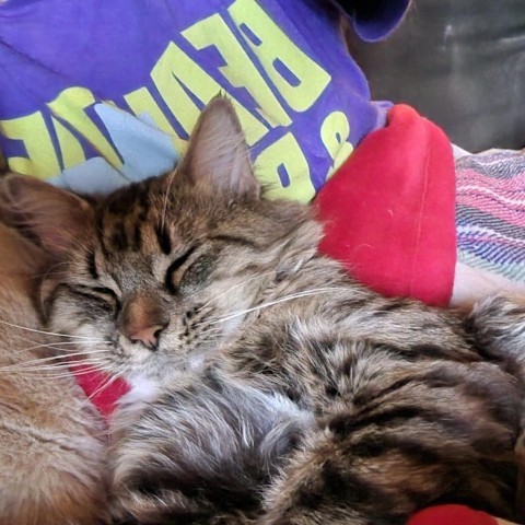 Bones, an adoptable Domestic Long Hair in Wichita, KS, 67278 | Photo Image 2