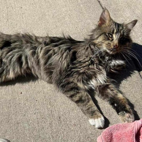 Bones, an adoptable Domestic Long Hair in Wichita, KS, 67278 | Photo Image 6