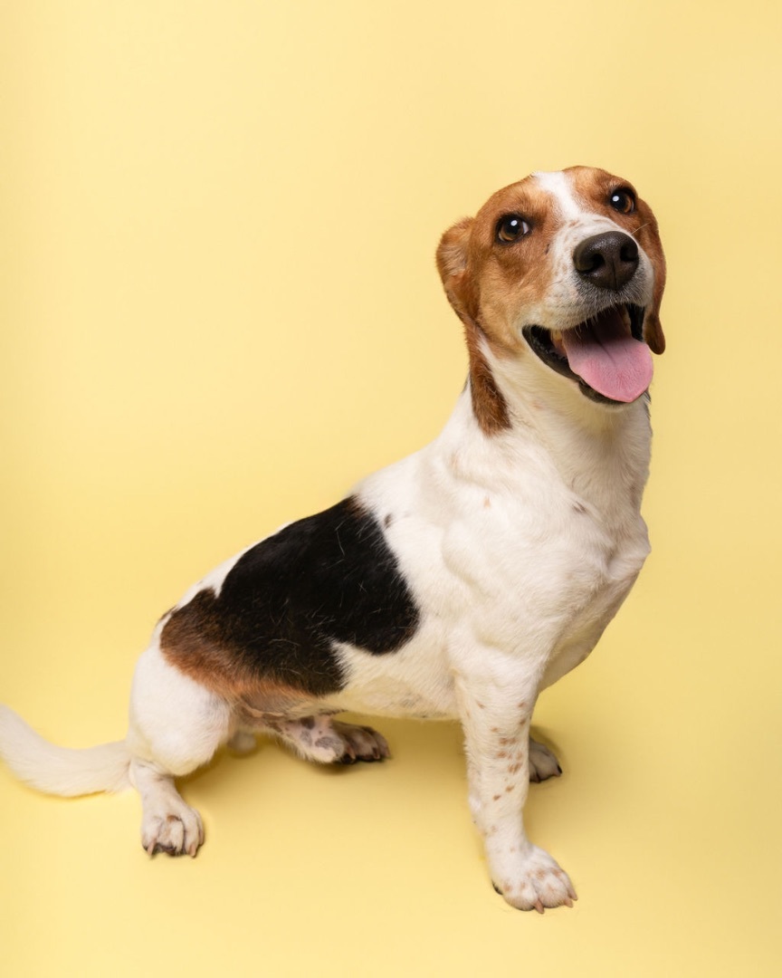 Ferris, an adoptable Beagle in Winnabow, NC, 28479 | Photo Image 2