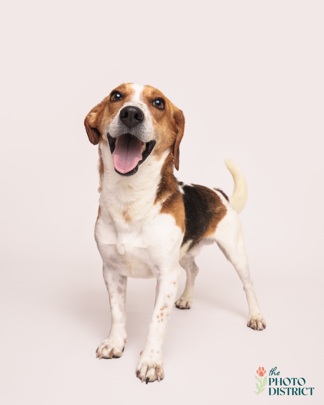 Ferris, an adoptable Beagle in Winnabow, NC, 28479 | Photo Image 3