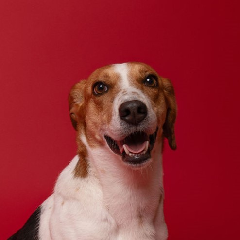 Ferris, an adoptable Beagle in Winnabow, NC, 28479 | Photo Image 4