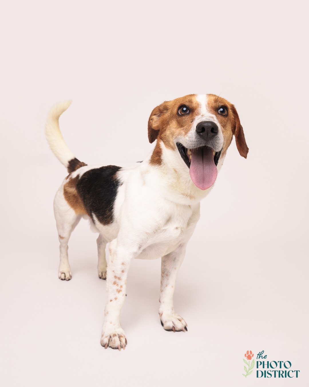 Ferris, an adoptable Beagle in Winnabow, NC, 28479 | Photo Image 5