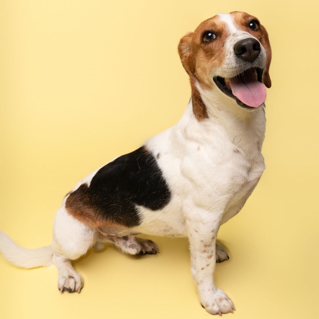 Ferris, an adoptable Beagle in Winnabow, NC, 28479 | Photo Image 6