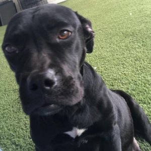 Ada, Adult Female Black Labrador Retriever