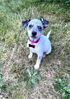 Animal Profile Zola is an a 10 week old ChiHeeler mix best guess who will be joining us along wi