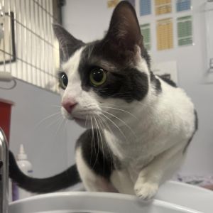 Meet Nala a stunning 3-year-old female with a beautiful grey and white coat This charming girl is 