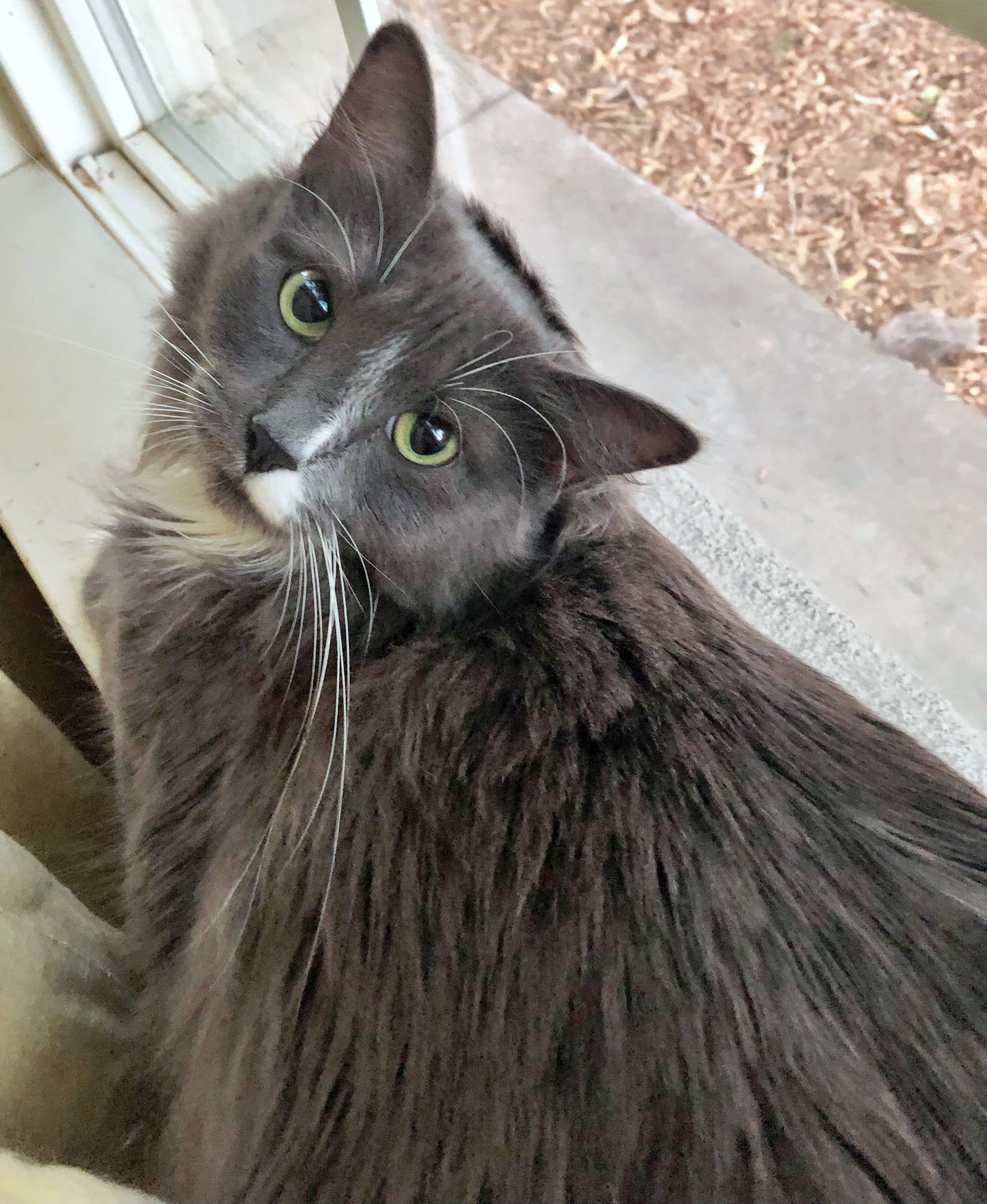 Samosa - Offered by Owner - Shy but Sweet, an adoptable Domestic Long Hair in Hillsboro, OR, 97123 | Photo Image 2