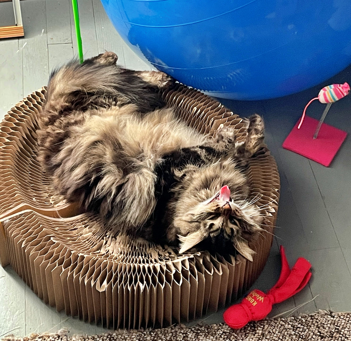 GARETH - Offered by Owner - Floofy female, an adoptable Siberian, Domestic Long Hair in Hillsboro, OR, 97123 | Photo Image 2
