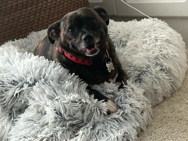 Brindle Bella