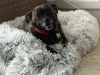 Brindle Bella photo 2