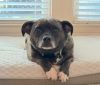 Brindle Bella photo 3