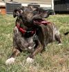 Brindle Bella photo 1