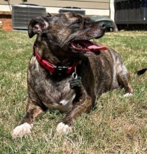 Hi I am Brindle Bella I am 4 years old and weigh 30lbs My foster mom likes to