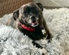 Brindle Bella photo 4