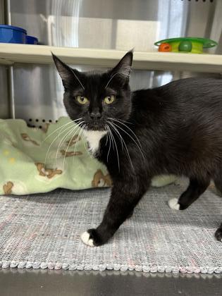 Brows, an adoptable Domestic Short Hair in Fergus Falls, MN, 56537 | Photo Image 1