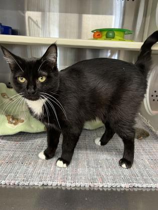 Brows, an adoptable Domestic Short Hair in Fergus Falls, MN, 56537 | Photo Image 2