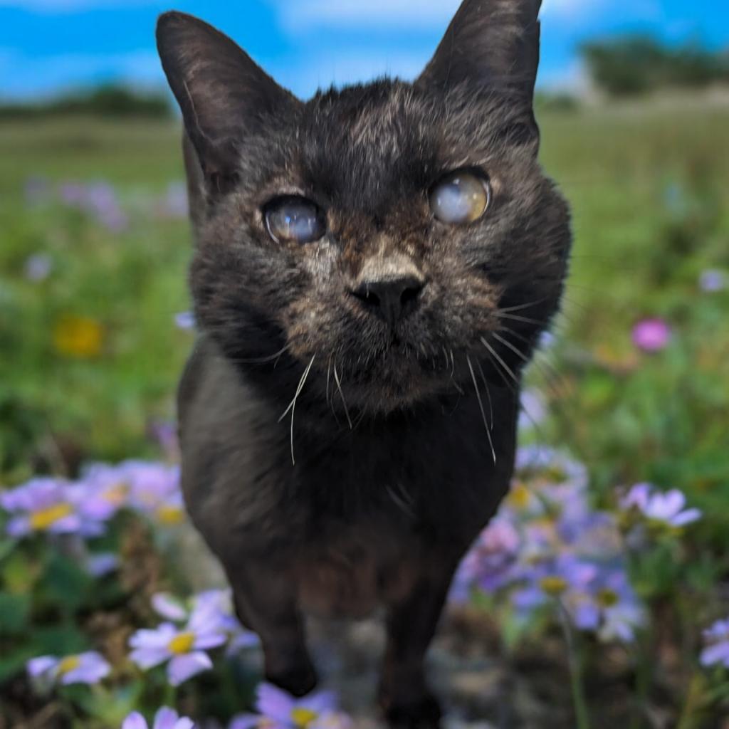 Helen Keller, an adoptable Domestic Short Hair in Enid, OK, 73703 | Photo Image 2