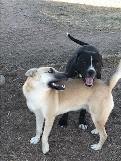 Hutla, an adoptable Belgian Shepherd / Malinois, Labrador Retriever in Westminster, CO, 80021 | Photo Image 1