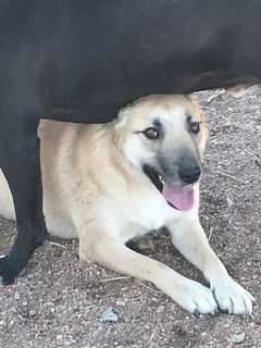 Hutla, an adoptable Belgian Shepherd / Malinois, Labrador Retriever in Westminster, CO, 80021 | Photo Image 2